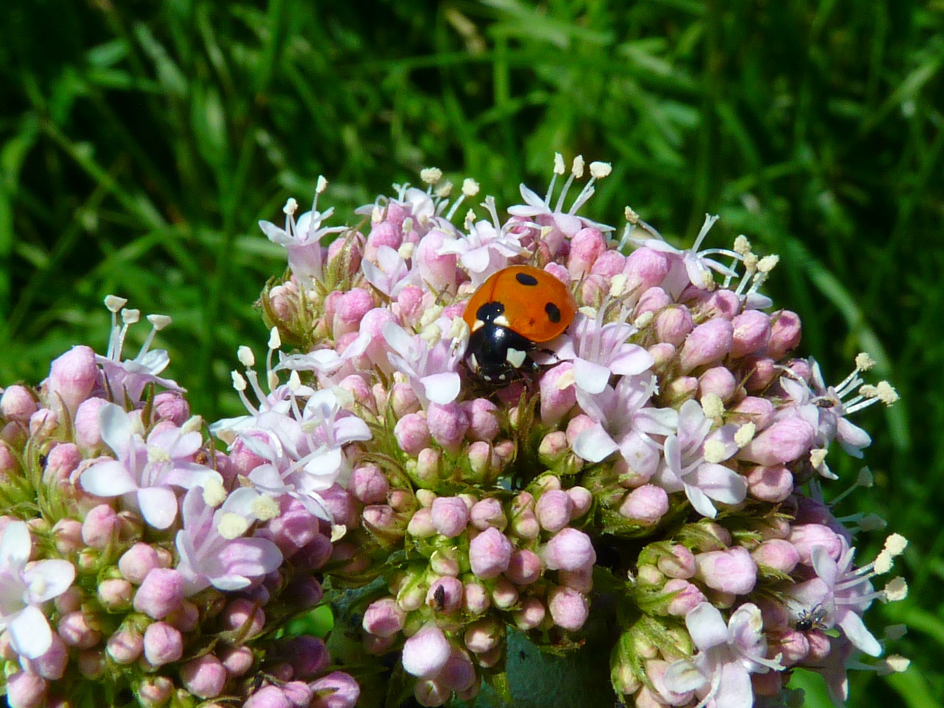 The Benefits Of Valerian FyG Consultores