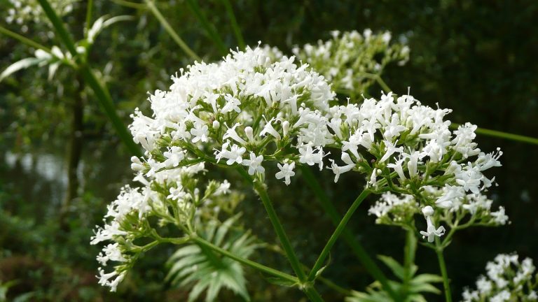 The benefits of Valerian